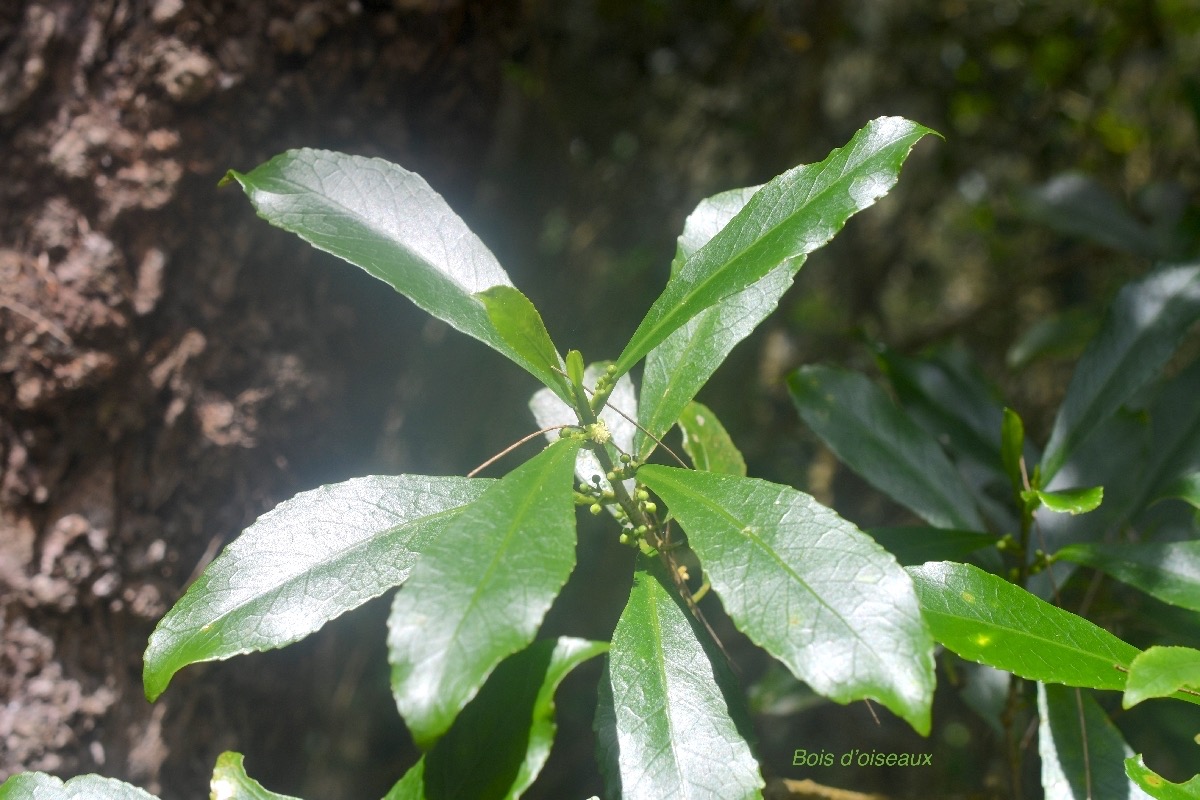 Claoxylon parviflorum Bois d'oiseaux Euphorbiaceae Endémique Mascareignes 9650.jpeg