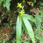 Cynorkis citrata Orchidaceae Endémique La Réunion 34.jpeg