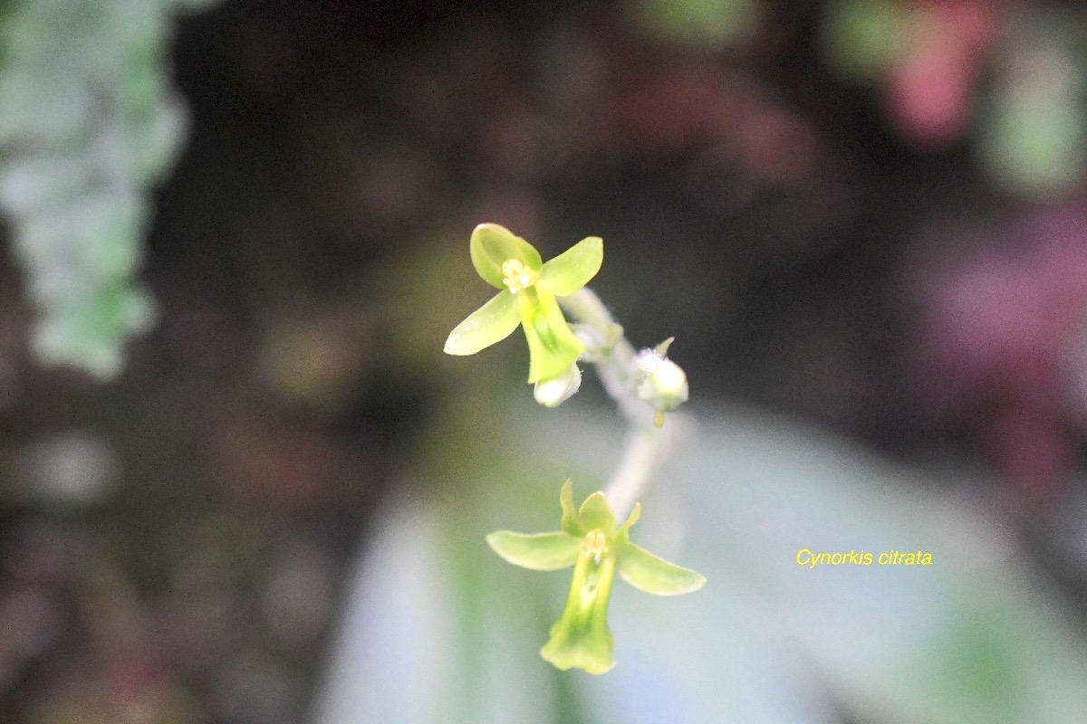 Cynorkis citrata Orchidaceae Endémique La Réunion 9705.jpeg