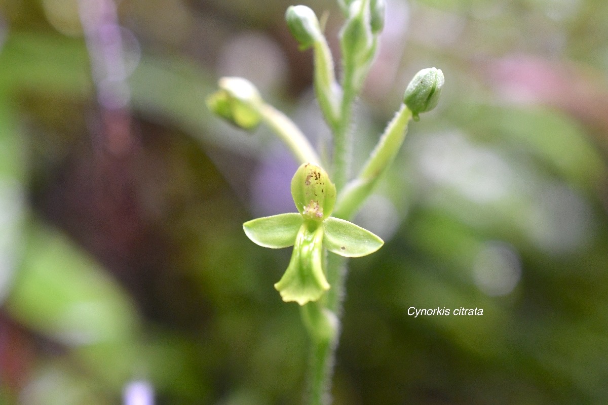 Cynorkis citrata Orchidaceae Endémique La Réunion 9736.jpeg