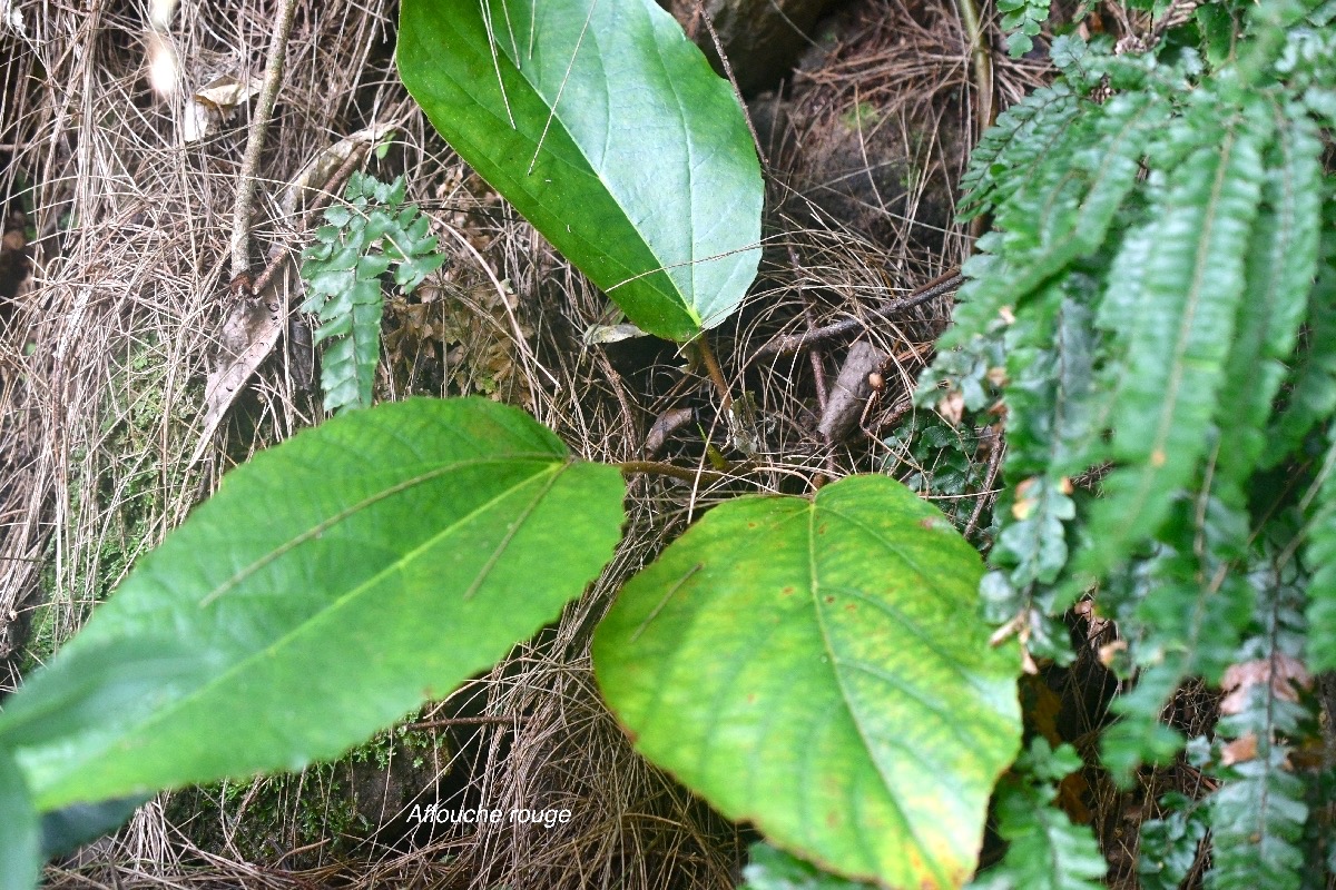 Ficus mauritiana Affouche rouge Moraceae Endémique La Réunion, Maurice 9629.jpeg