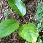 Ficus mauritiana Affouche rouge Moraceae Endémique La Réunion, Maurice 9629.jpeg