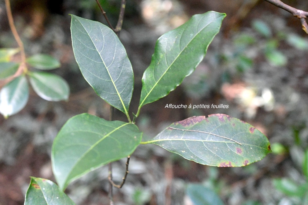 ficus reflexa Affouche à petites feuilles Moraceae Indigène La Réunion 9638.jpeg