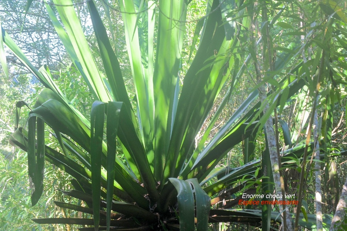 Furcraea foetida Choca vert Asparagaceae E E 9585.jpeg