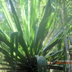 Furcraea foetida Choca vert Asparagaceae E E 9585.jpeg