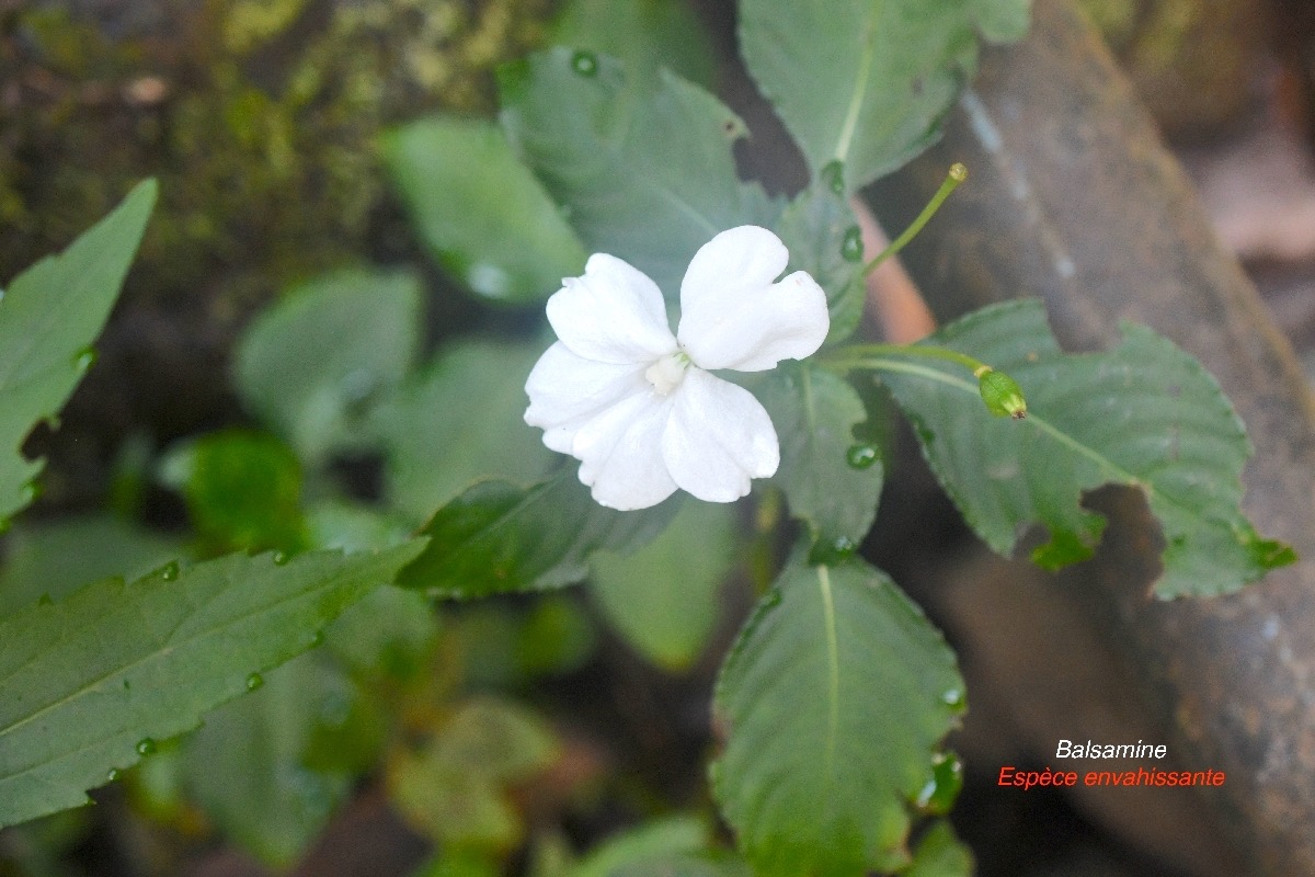 Impatiens walleriana Balsamine Balsaminaceae E E 9575.jpeg