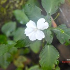 Impatiens walleriana Balsamine Balsaminaceae E E 9575.jpeg