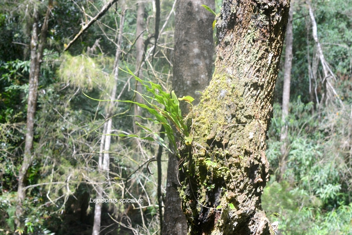 Lepisorus spicatus Polypodiaceae Indigène La Réunion 9671.jpeg