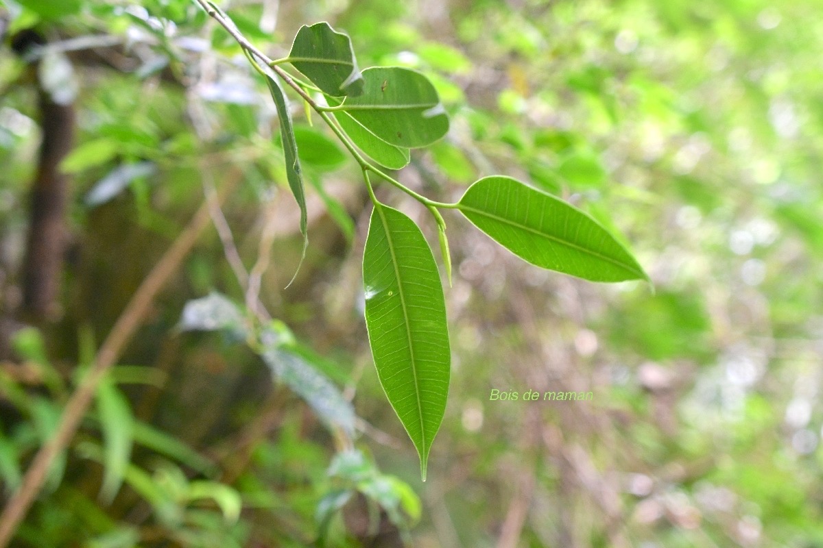 Maillardia borbonica Bois de maman Moraceae Indigène La Réunion 9659.jpeg