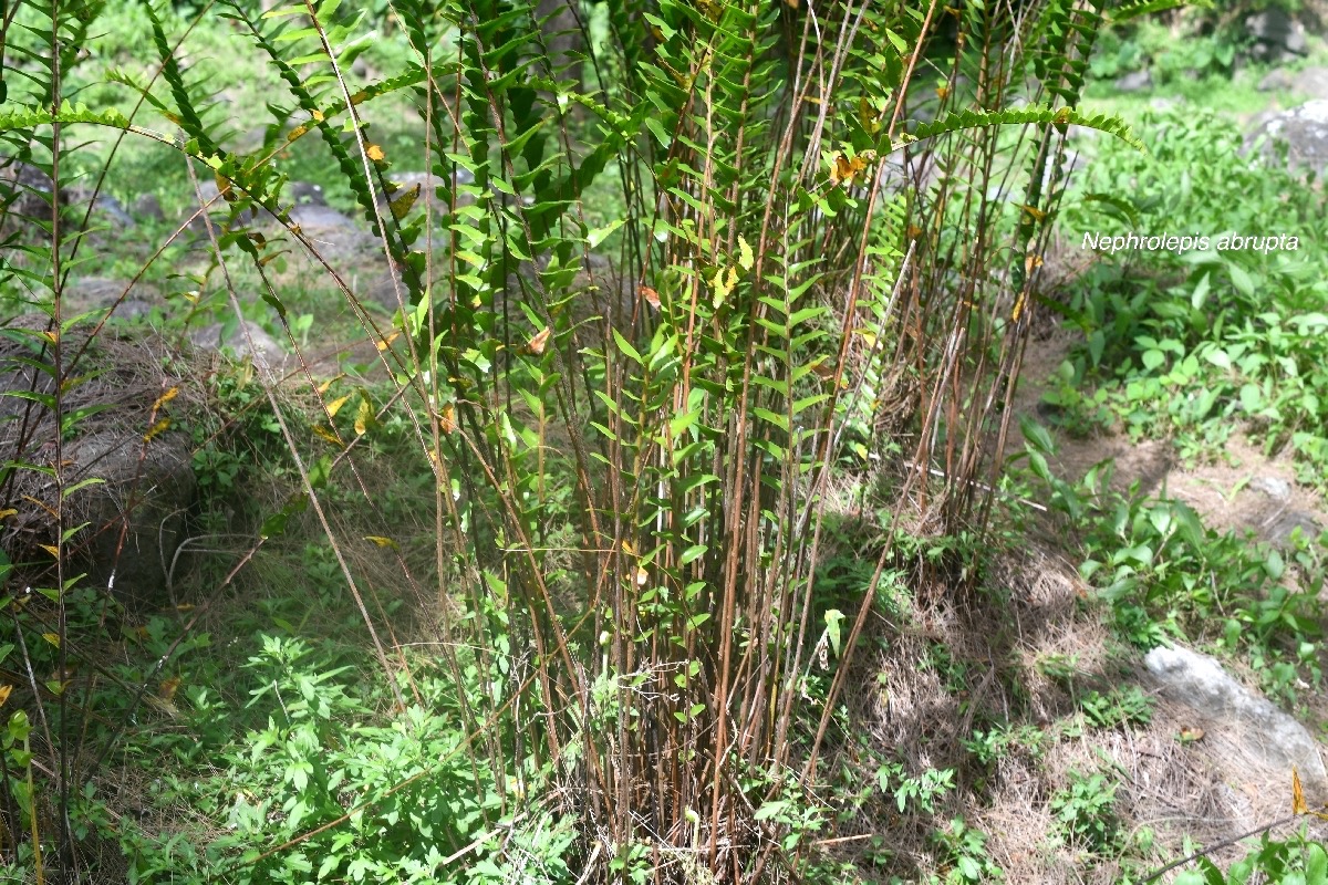 Nephrolepis abrupta Nephrolepidaceae Indigène La Réunion 9663.jpeg