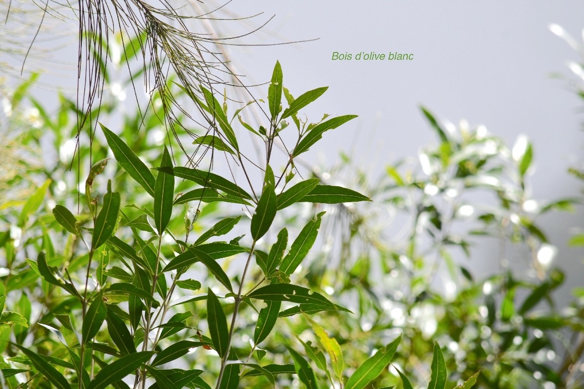 Olea lancea Bois d'olive blanc Oleaceae Indigène La Réunion 9648.jpeg