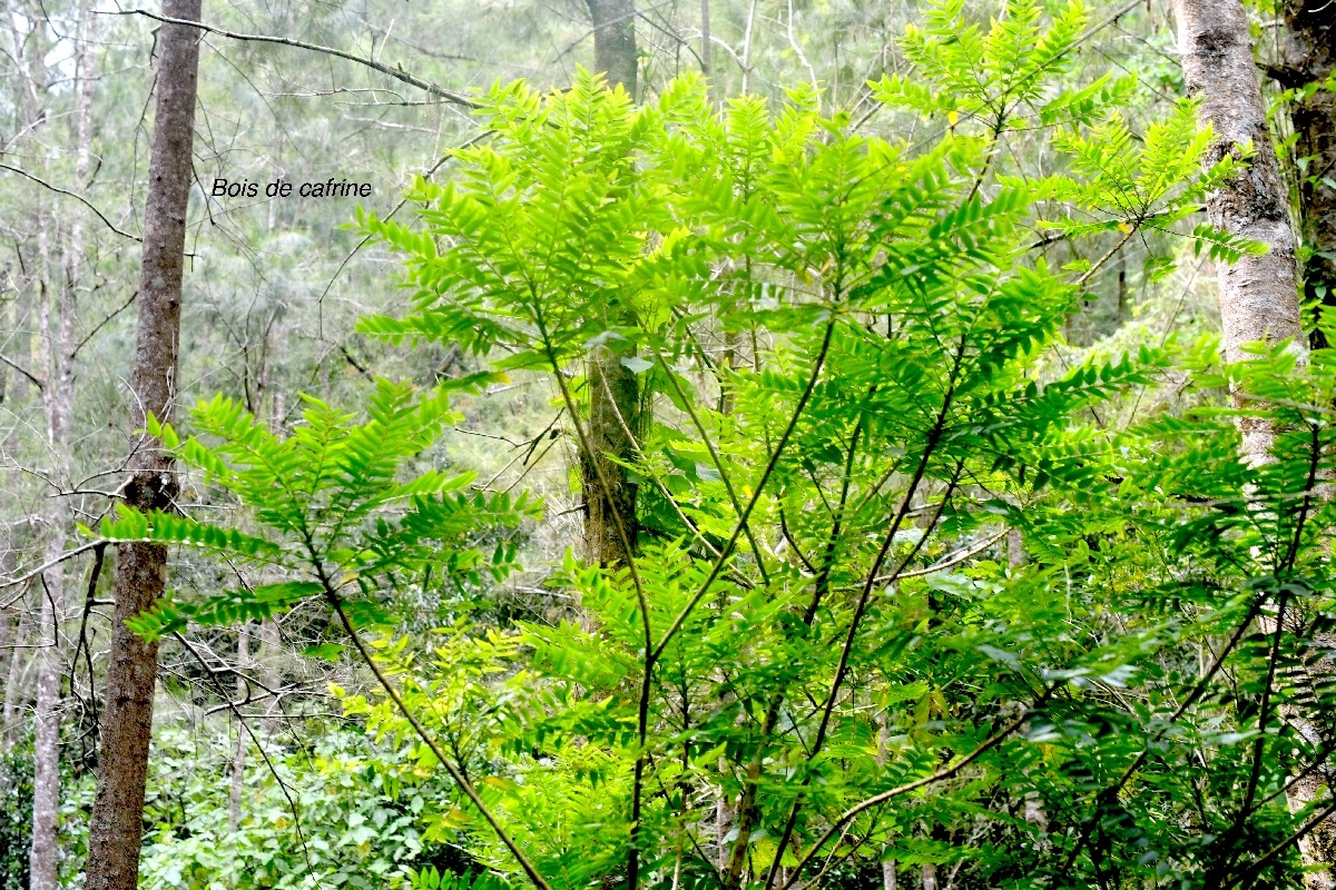 Phyllanthus phillyreifolius Bois de cafrine Phyllanthaceae Endémique la Réunion, Maurice 9676.jpeg