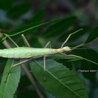 Rhaphiderus spiniger Chipèque bâton femelle Phasmidae Endémique La Réunion 9731.jpeg