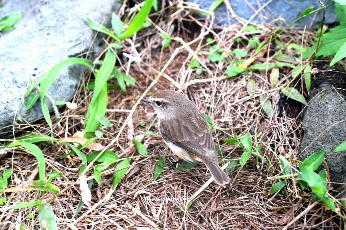 Saxicola tectes Tec-tec Muscicapidae endémique La Réunion 9692.jpeg