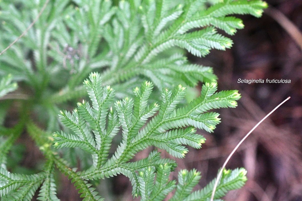 Selaginella fruticulosa Selaginellaceae Endémique La Réunion, Maurice 9632.jpeg