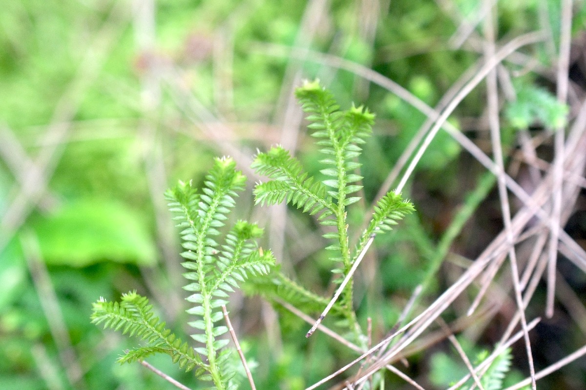 Selaginella sp.jpeg