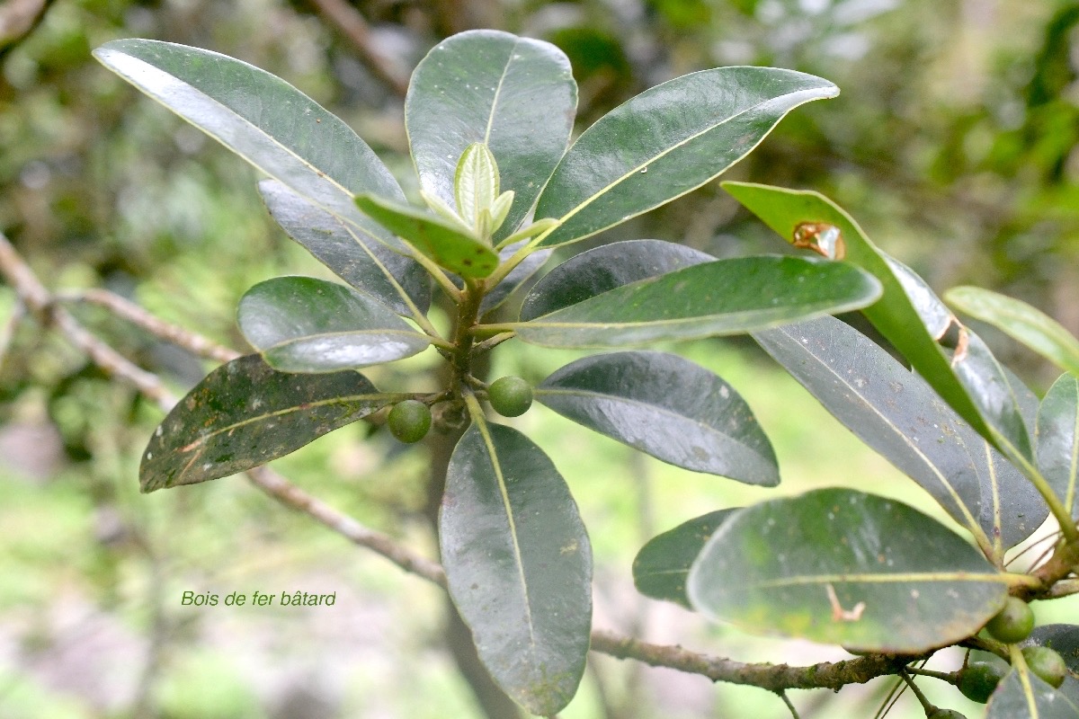 Sideroxylon borbonicum Bois de fer bâtard Sapotaceae Endémique La Réunion 9698.jpeg