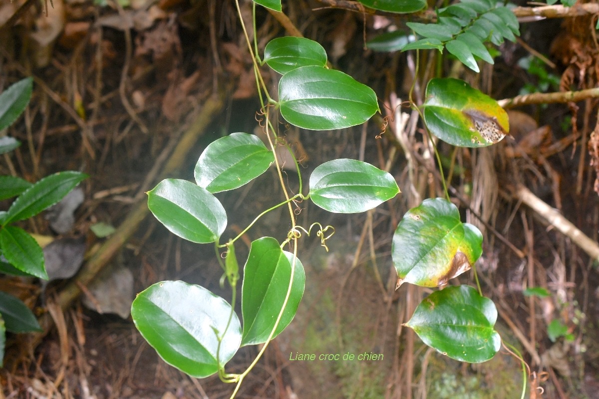 Smilax anceps Liane croc de chien Smilacaceae Indigène La Réunion 9653.jpeg