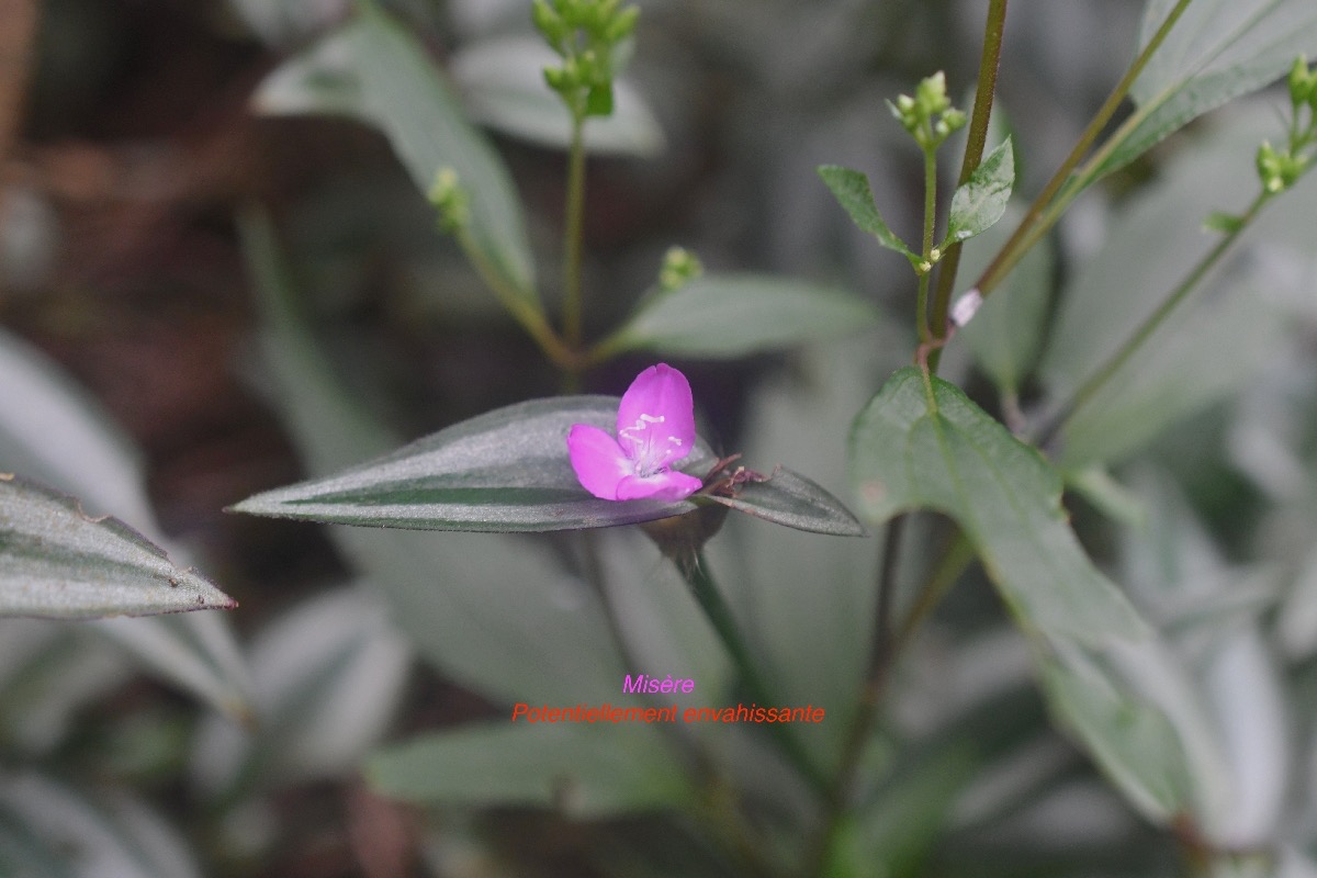 Tradescantia zebrina  Misère Commelinaceae Potentiellement envahissante 9701.jpeg