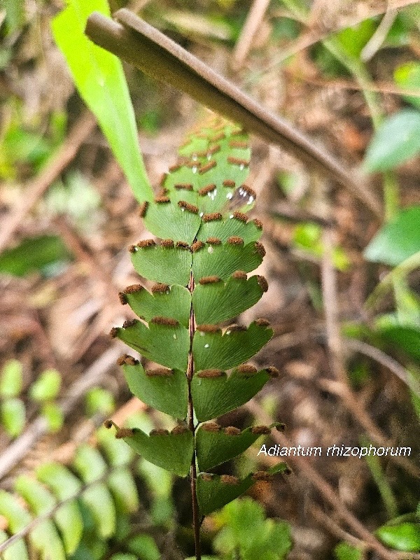 Adiantum rhizophorum Pteridaceae Endémique Mascareignes 17.jpeg