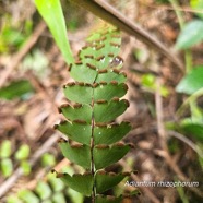 Adiantum rhizophorum Pteridaceae Endémique Mascareignes 17.jpeg