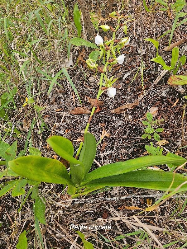 Angraecum eburneum Petite comète Orchidaceae Indigène La Réunion 07.jpeg