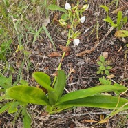 Angraecum eburneum Petite comète Orchidaceae Indigène La Réunion 07.jpeg