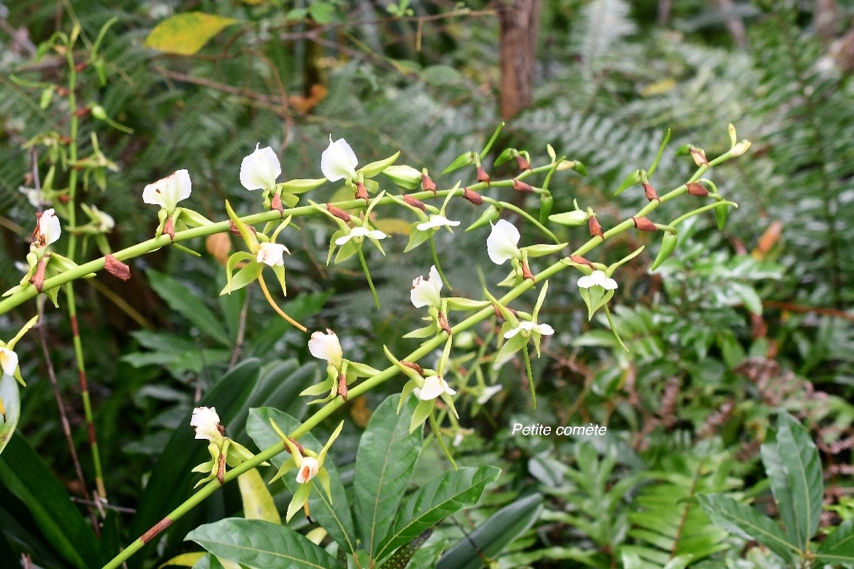 Angraecum eburneum Petite comète Orchidaceae Indigène La Réunion 2590.jpeg