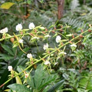 Angraecum eburneum Petite comète Orchidaceae Indigène La Réunion 2590.jpeg