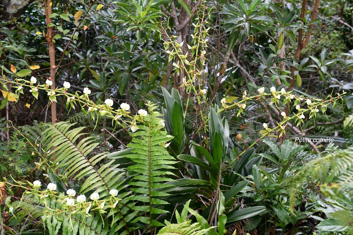 Angraecum eburneum Petite comète Orchidaceae Indigène La Réunion 2592.jpeg