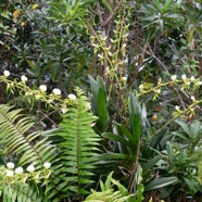 Angraecum eburneum Petite comète Orchidaceae Indigène La Réunion 2592.jpeg