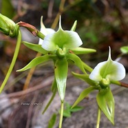 Angraecum eburneum Petite comète Orchidaceae Indigène La Réunion 2598.jpeg