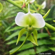 Angraecum eburneum Petite comète Orchidaceae Indigène La Réunion 55.jpeg