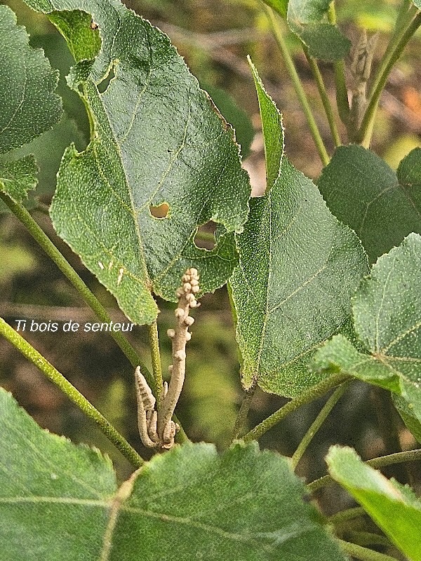 Croton mauritianus Ti bois de senteur Eup horbiaceae Endémique La Réunion 20.jpeg