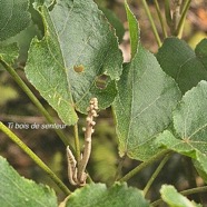 Croton mauritianus Ti bois de senteur Eup horbiaceae Endémique La Réunion 20.jpeg