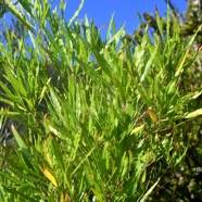 Dodonaea viscosa Bois d'arnette Sapin daceae Indigène La Réunion 2566.jpeg