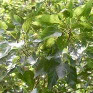 Dombeya populnea Bois de senteur bleu Malvac eae Endémique La Réunion, Maurice 2618.jpeg