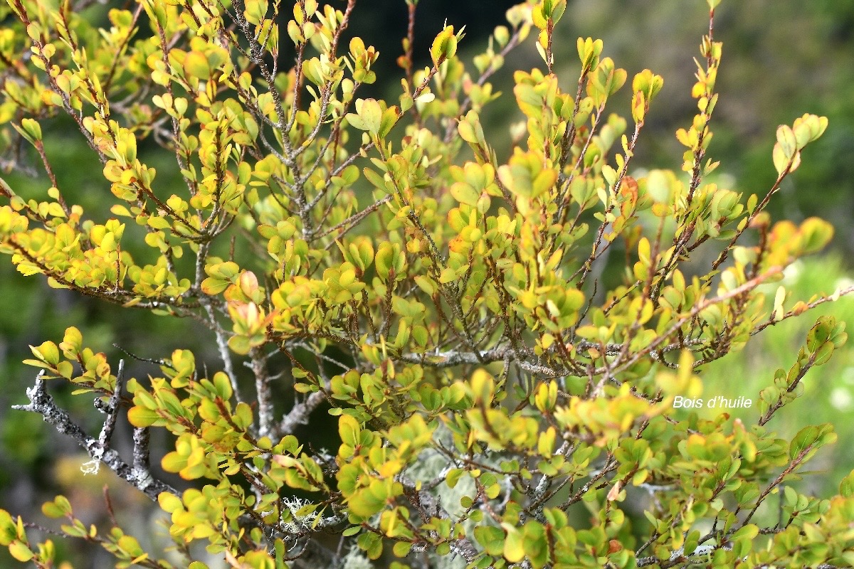 Erythroxylum hypericifolium Bois d'huile Erythrox ylaceae Endémique La Réunion, Maurice 2575.jpeg