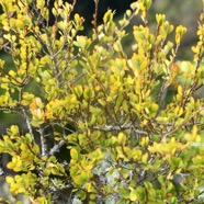 Erythroxylum hypericifolium Bois d'huile Erythrox ylaceae Endémique La Réunion, Maurice 2575.jpeg