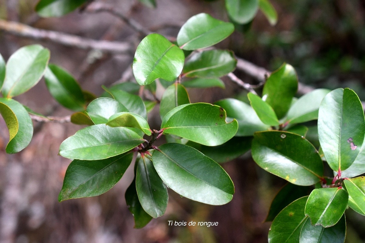 Erythroxylum sideroxyloides Ti bois de rongue Eryth roxylaceae Endémique La Réunion, Maurice 2608.jpeg