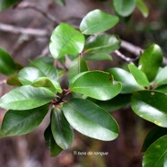 Erythroxylum sideroxyloides Ti bois de rongue Eryth roxylaceae Endémique La Réunion, Maurice 2608.jpeg