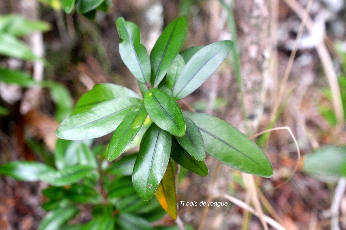 Erythroxylum sideroxyloides Ti bois de rongue Erythroxylaceae Endémique La Réunion, Maurice 2606.jpeg