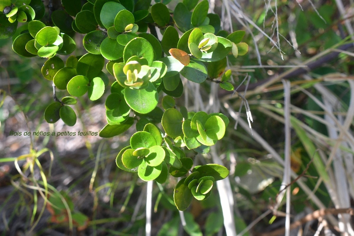 Eugenia buxifolia Bois de nèfles à petites feuilles Myrtaceae Endémique La Réunion 2565.jpeg