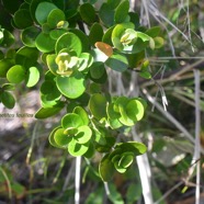 Eugenia buxifolia Bois de nèfles à petites feuilles Myrtaceae Endémique La Réunion 2565.jpeg