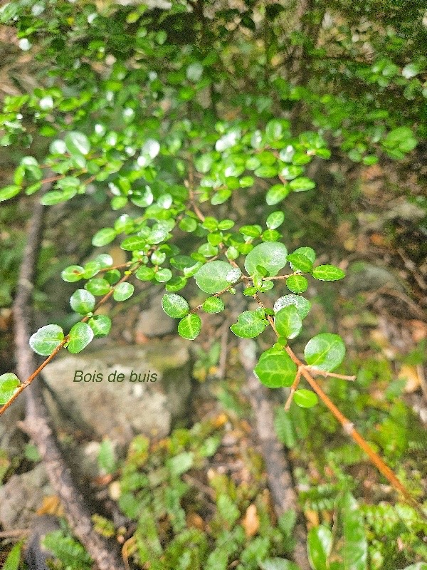 Fernelia buxifolia Bois de buis Rubiaceae Endémique Mascareignes 45.jpeg