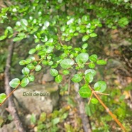 Fernelia buxifolia Bois de buis Rubiaceae Endémique Mascareignes 45.jpeg