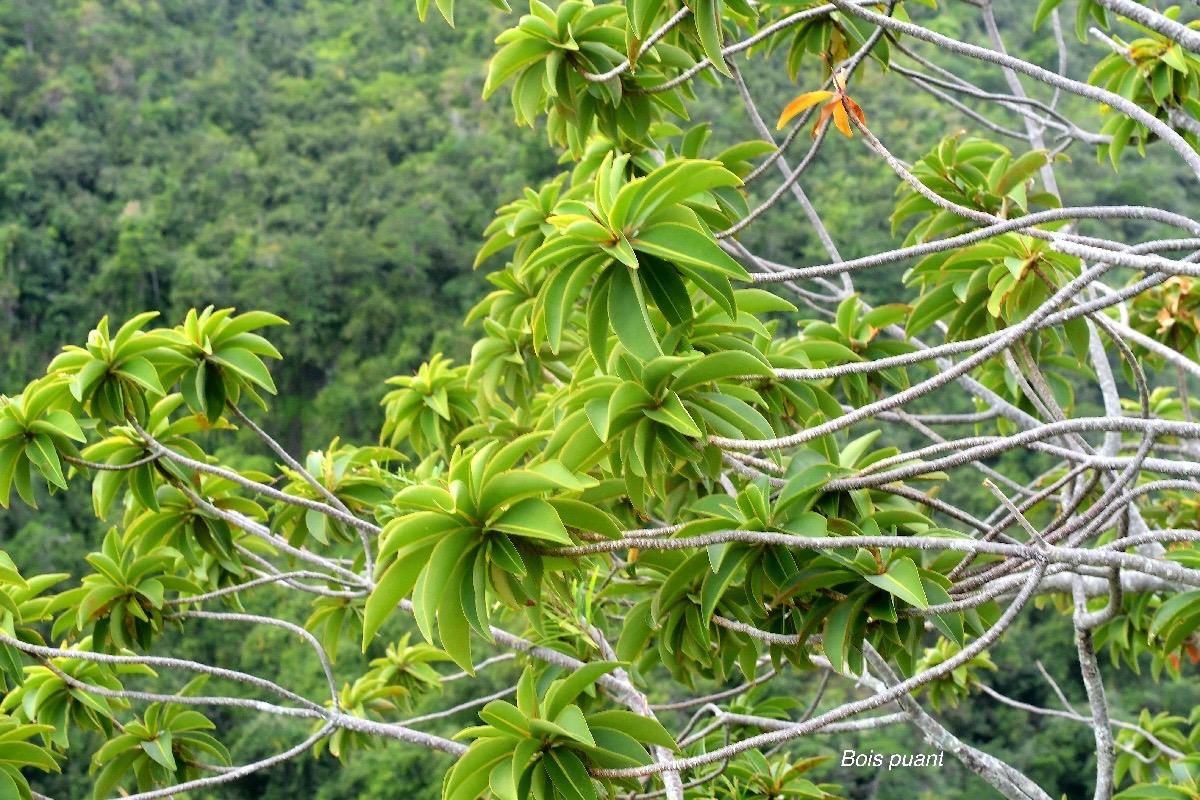 Foetidia mauritiana Bois puant Lecythidacea e Endémique La Réunion, Maurice 2622.jpeg