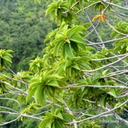 Foetidia mauritiana Bois puant Lecythidacea e Endémique La Réunion, Maurice 2622.jpeg