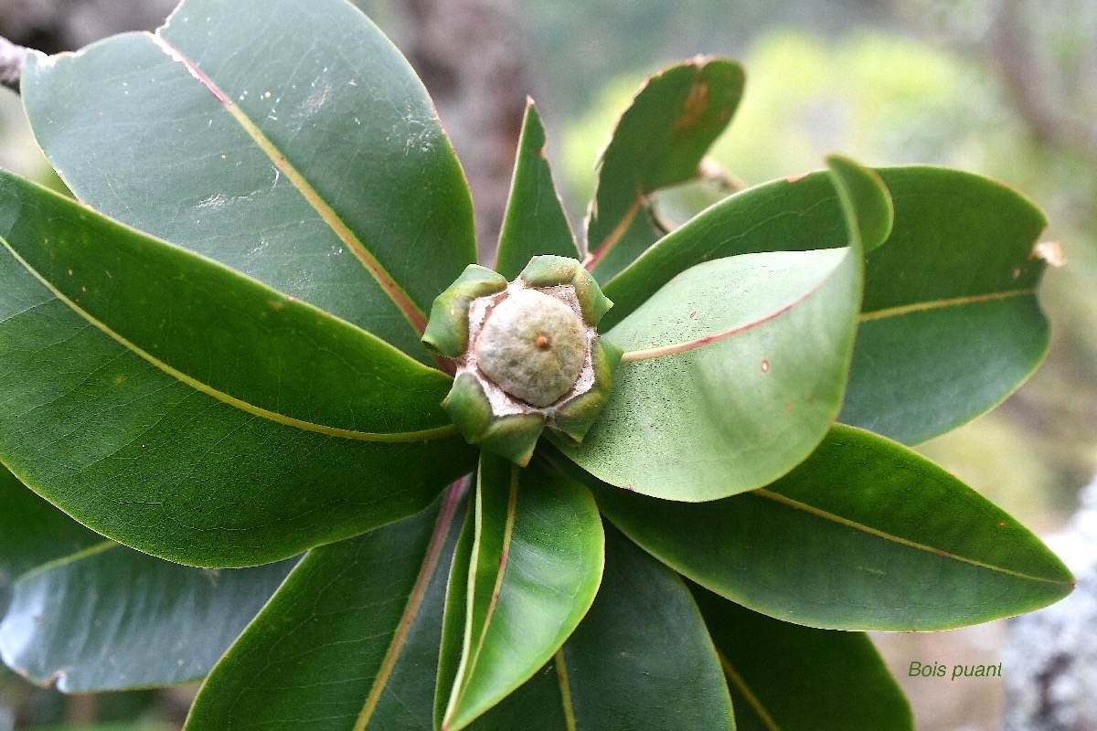 Foetidia mauritiana Bois puant Lecythidacea e Endémique La Réunion, Maurice 2632.jpeg