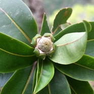 Foetidia mauritiana Bois puant Lecythidacea e Endémique La Réunion, Maurice 2632.jpeg